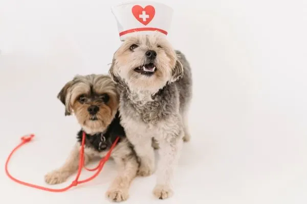 2 small dogs one wearing a nurse hat the other wearing a stethoscope posing for a photo